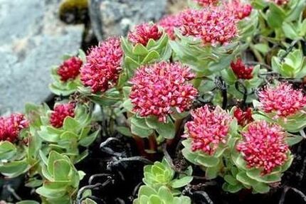 Rhodiola roze om te bereiden op het verhogen van de potentie van tinctuur
